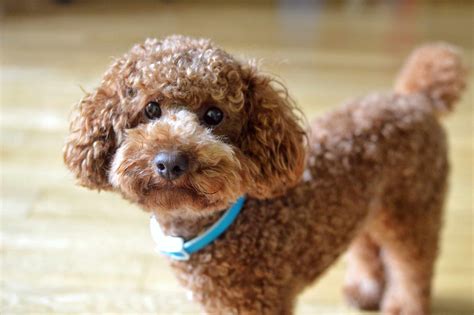 curly hair dog types