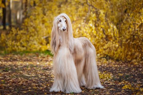 long haired dog types